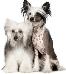 chinese crested