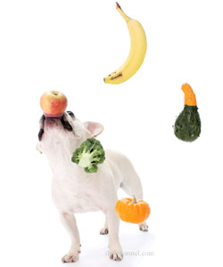 dog-fruits