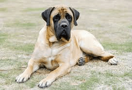 mastiff