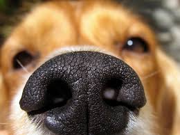 dog nose pic absorb
