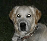dog see in dark