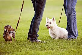 dogs more social pic