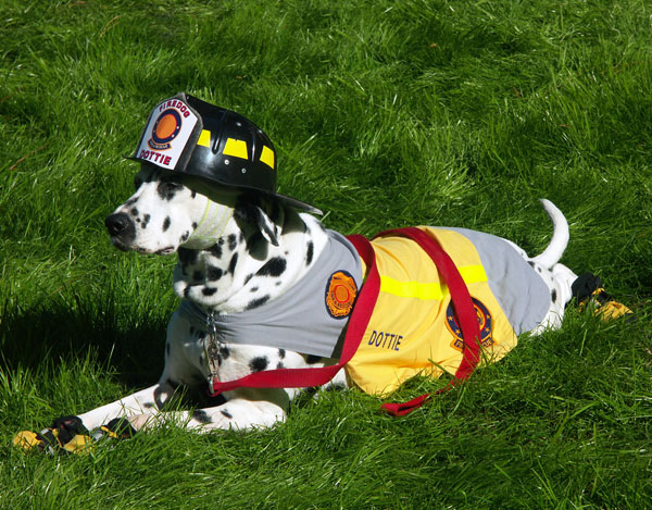 dalmatian-firedog-dottie