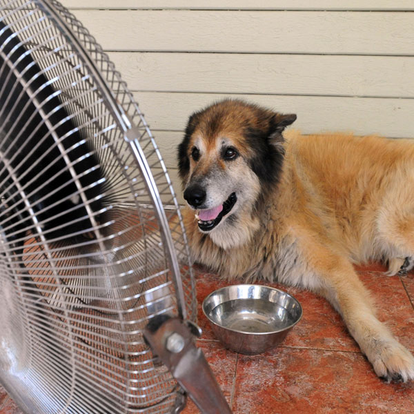 do-dogs-sweat-dog-panting-02