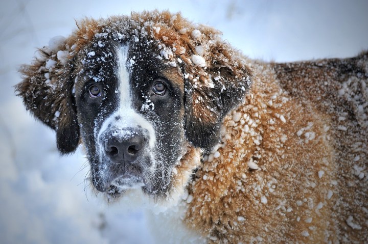 dog-in-the-snow-1168663_960_720