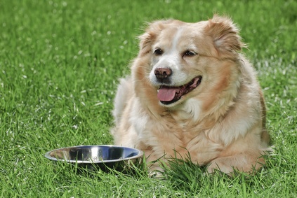 dog-panting-next-to-bowl-grass