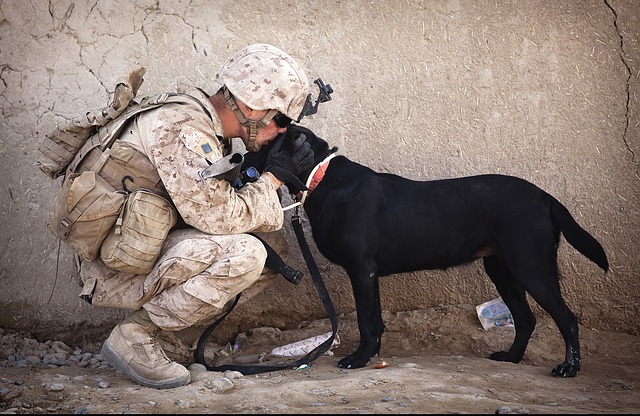 Military_working_dogs_-_A_Marine_and_his_MWD