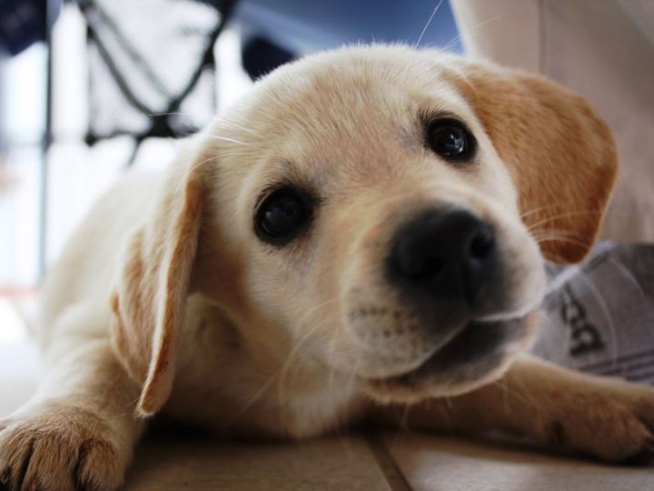 golden-labrador-puppy_34708_990x742