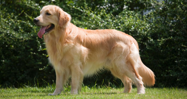 Golden_Retriever_Breed_Standard_620x330