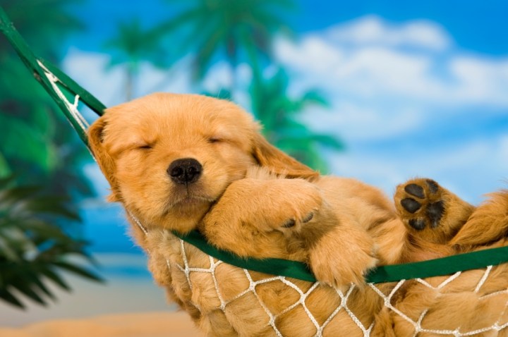 H17a-Canada-Dog-days-of-summer-puppy-in-hammock-Charles-Mann