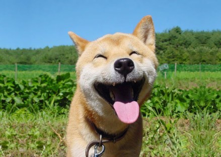 happy dog