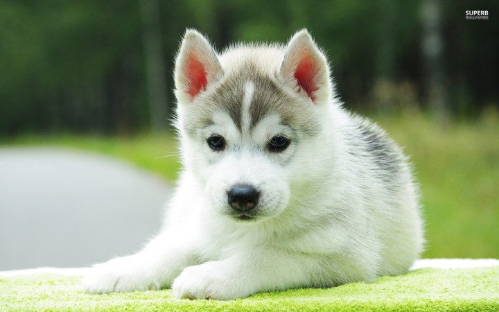 husky-puppy-18220-1920x1200