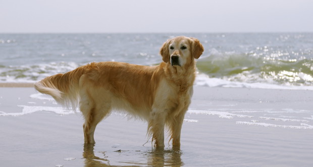 intro-to-caring-for-your-golden-retriever-620x330