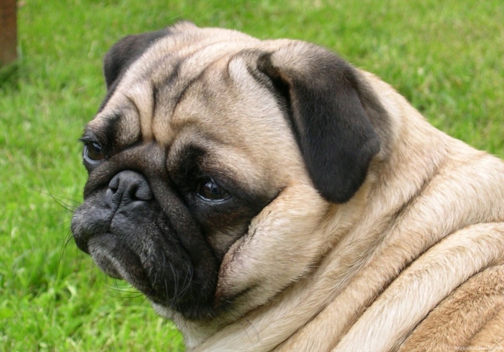 Dog Review: Pugs – Bullyfambam Blog