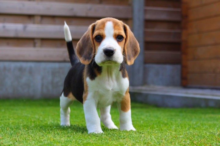 beagle