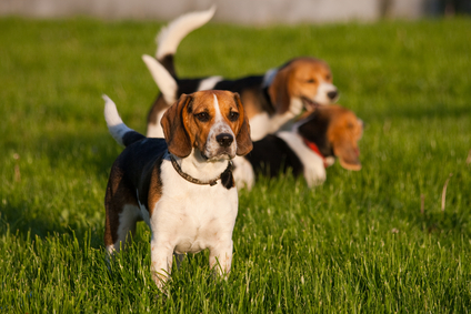 Beagle dogs
