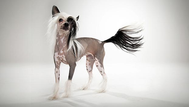 chinese-crested-dog_05_lg