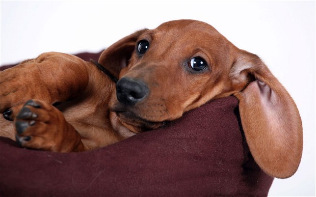 Dachshund-facts1