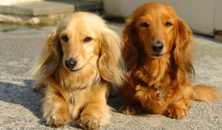 Dachshund-long-hair-dogs