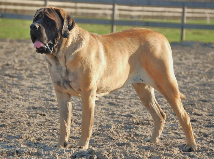 English-Mastiff-3