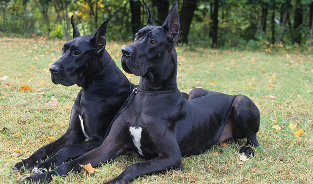 great dane