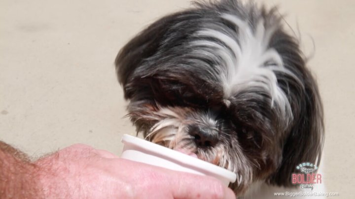 Homemade-Ice-Cream-for-Dogs-Doggie-Selects-v.2-1024x576