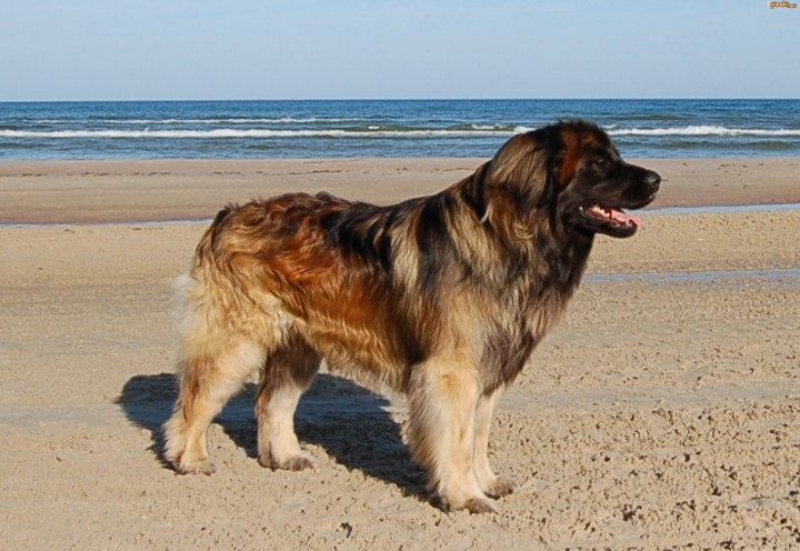 leonberger-leonberger-dog-near-the-ocean-breed