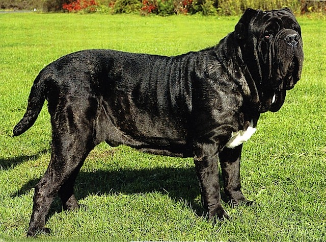 neapolitan_mastiff_dp_2-21