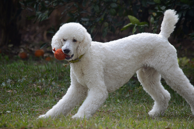 Poodle_agility_dncgt5
