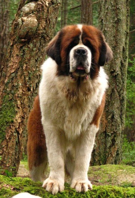 saint bernard