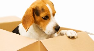 tips-for-moving-with-pets