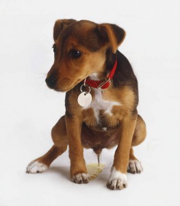urinating-puppy-263x300