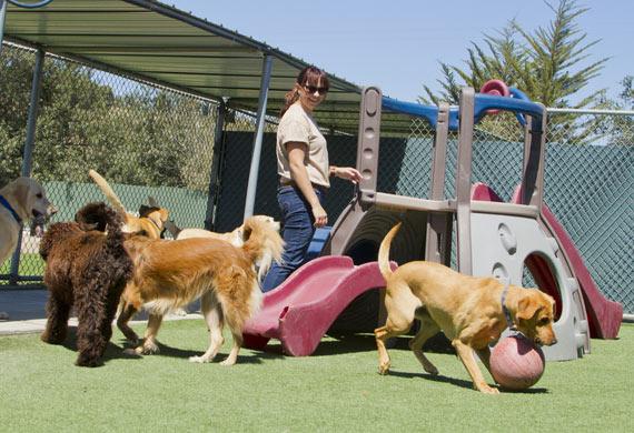 dog-kennel-boarding-facility-shutterstock_140724100-MD