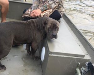 Josh-Pettit-4-300x239