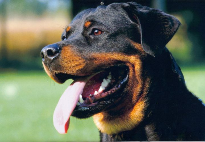 Rottweiler_kopf_2
