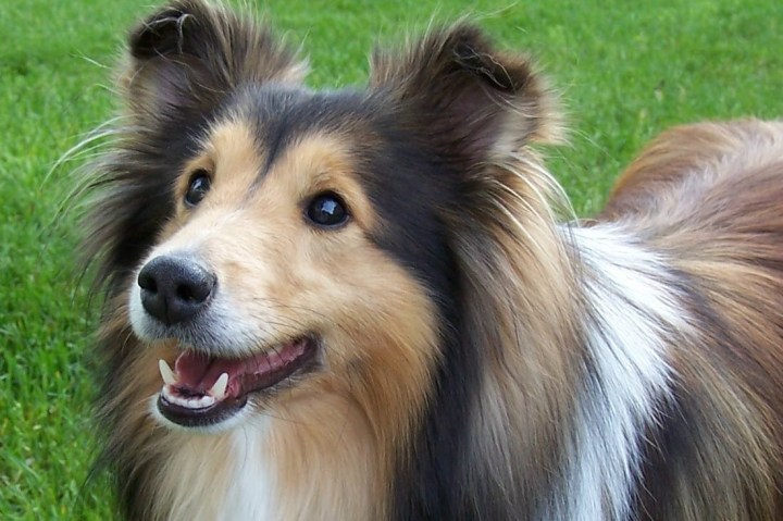 shetland-sheepdog4