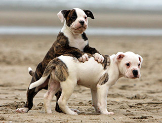 american-bulldog-pic-2