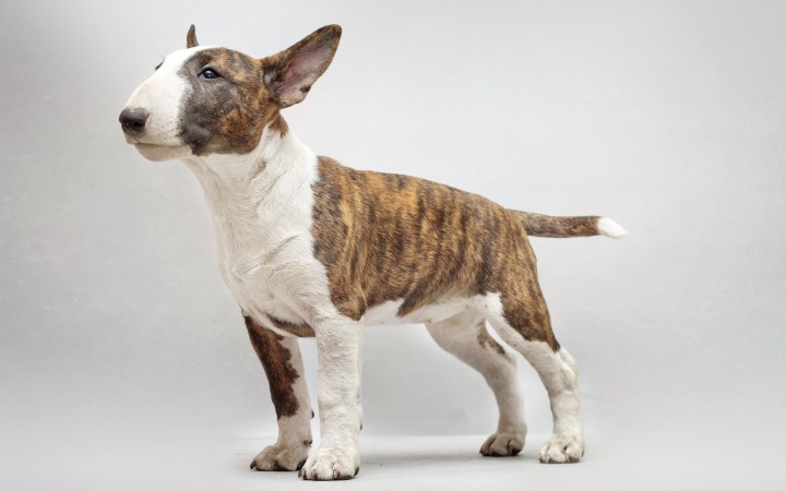 bull-terrier-3