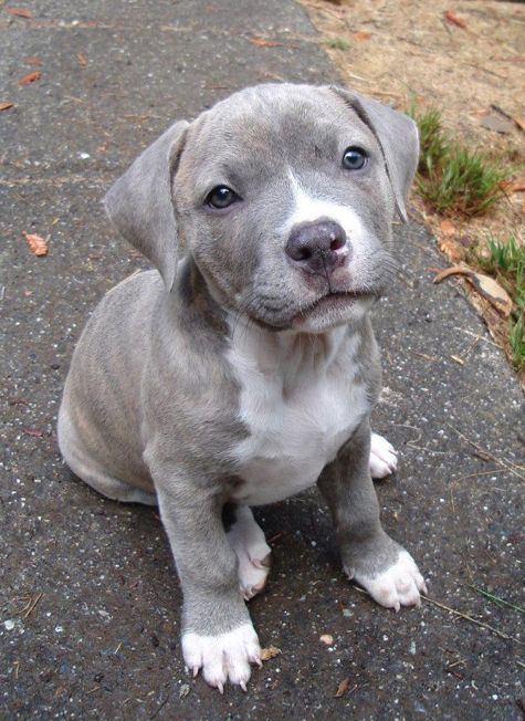 pit-bull-3