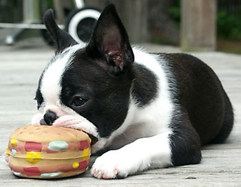 Boston Terrier 2