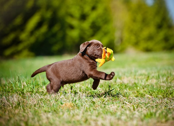 puppy checklist image