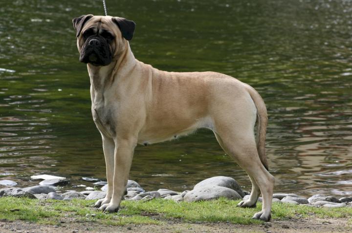 Bullmastiff 2