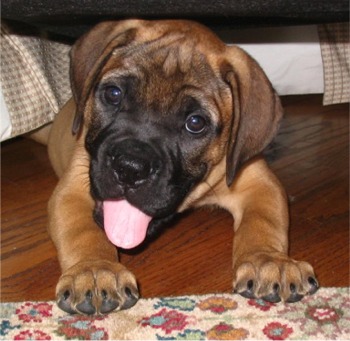 Bullmastiff 3