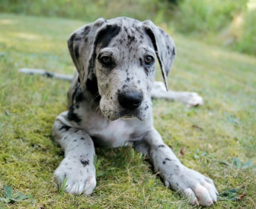 Great Dane 2