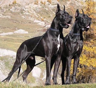 Great Dane 3