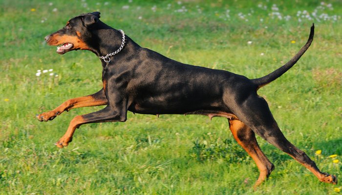 doberman 2