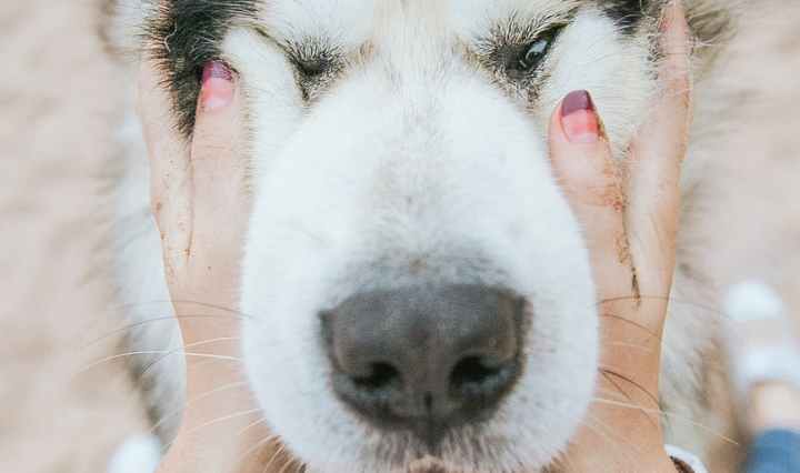 white and black siberian husky puppy