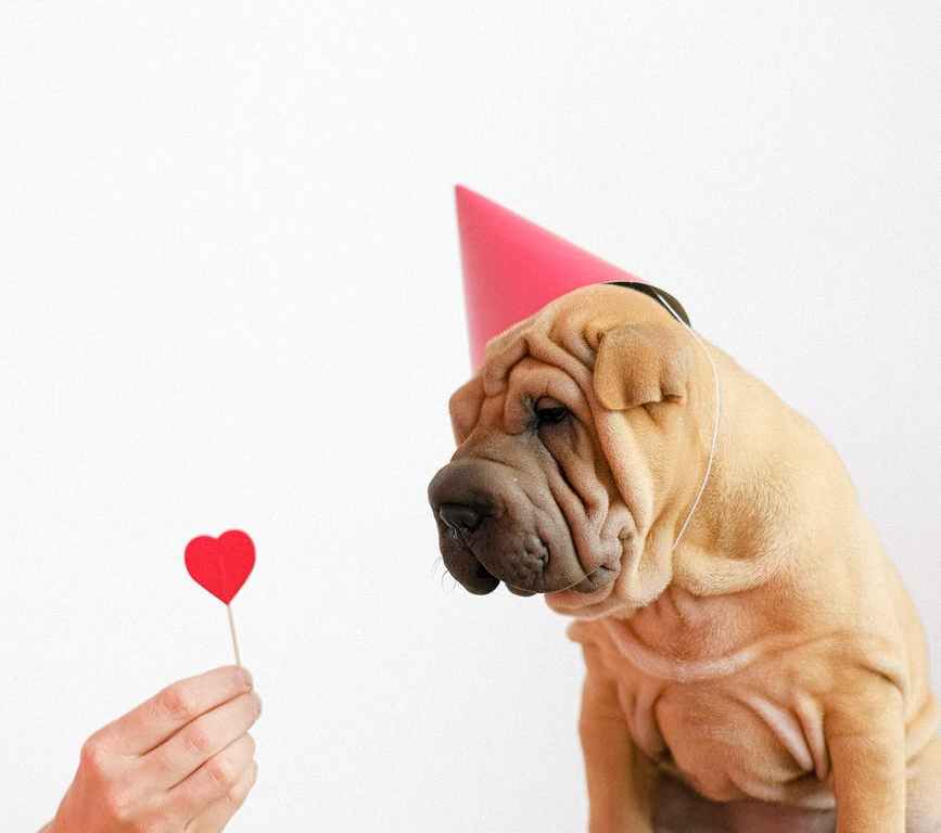 cute puppy wearing a party hat