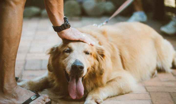 person touching golden retriever