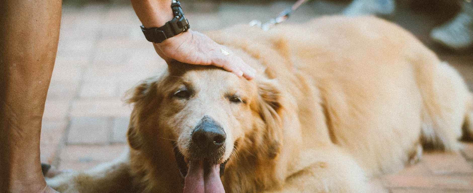 person touching golden retriever